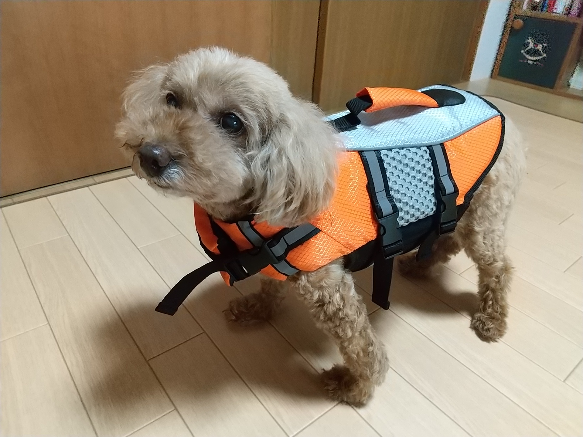 溺れそうな手作りドッグライフジャケット ママの子育て応援隊